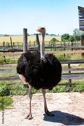 adult ostrich male on the farm