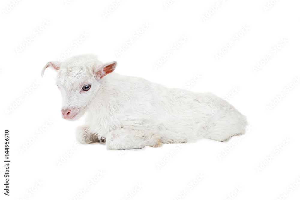 Fototapeta premium Little goatling on a white background