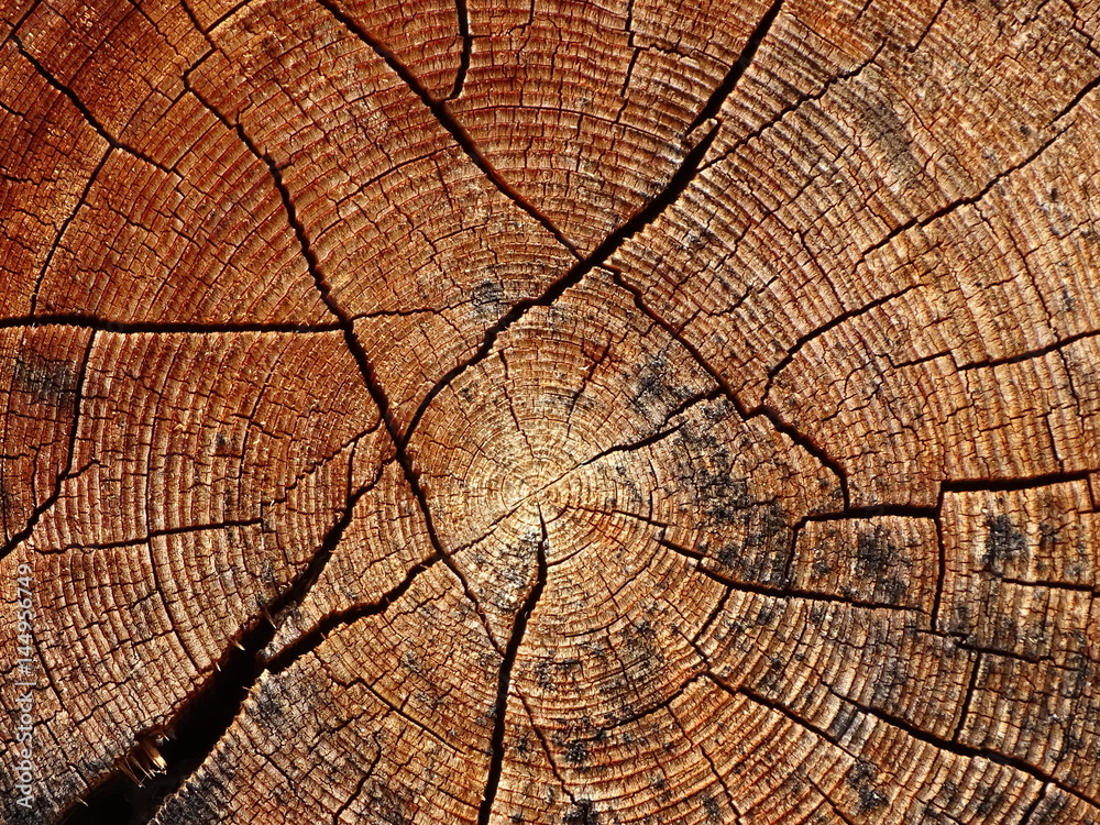 Fototapeta premium Baumstamm und seine Jahresringe