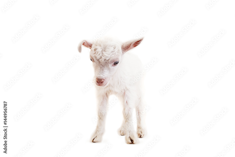 Fototapeta premium Little goatling on a white background