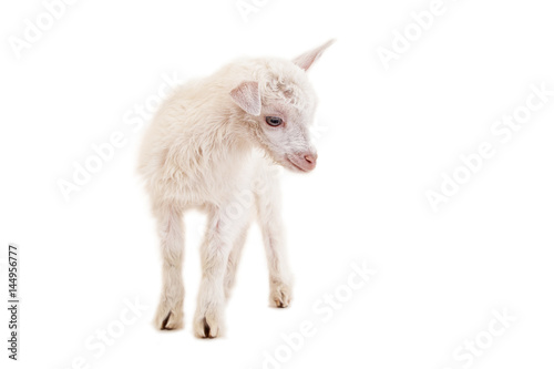 Little goatling on a white background