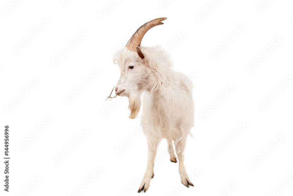 White goat isolated on white background.