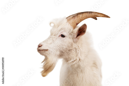 White goat isolated on white background. photo
