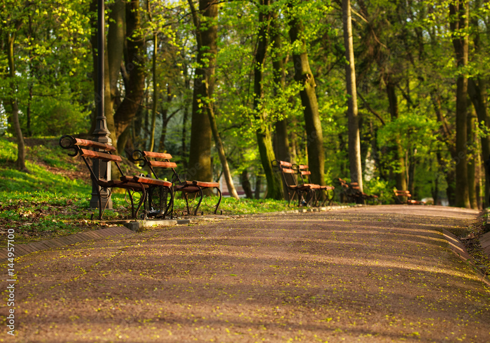 Walkway in summer green park in forest at sunset light
