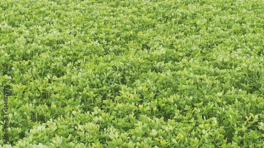 Medicago green spring field. Fresh leafs. Close up. Cloudy. Medicago green spring field. Fresh leafs. Close up. Cloudy.