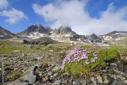 Silene acaulis, moss campion or cushion pink, an alpine wildflower. Thabor, Savoy, France