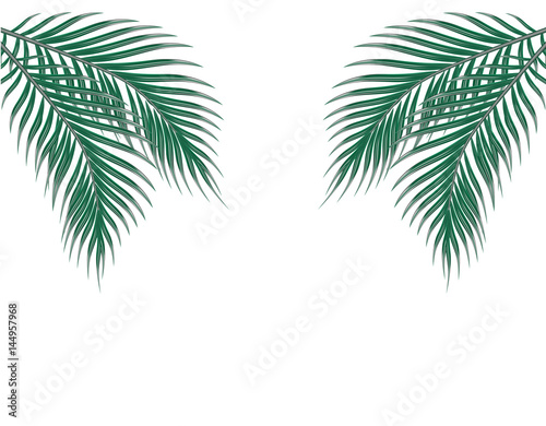 Tropical green palm leaves on both sides. Isolated on white background. illustration