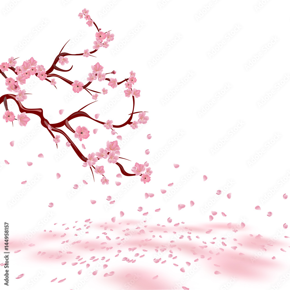 Branches of a faded pink cherry. Sakura. The petals crumble and lie on the ground with pink spots. Isolated on white background. illustration