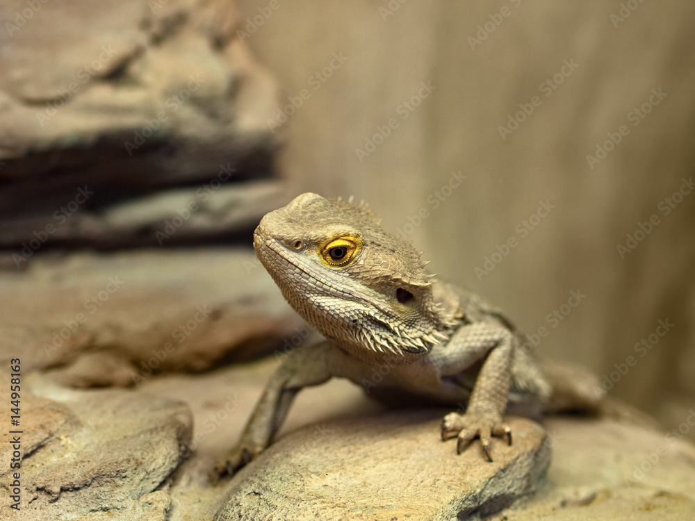 bearded dragon (agama lizard) bearded dragon (agama lizard)