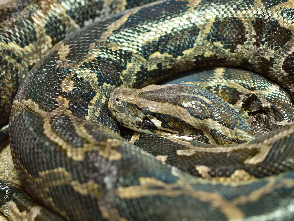 Photo of reticulated python head closeup Photo of reticulated python head closeup