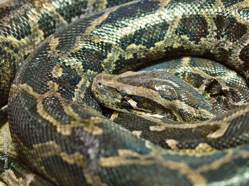 Photo of reticulated python head closeup