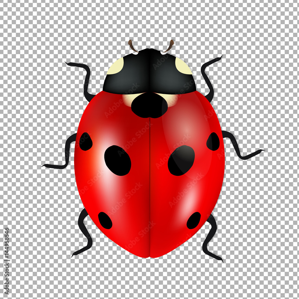 Naklejka premium Ladybug Isolated In Trasparent Background