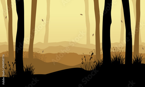 Collection of forest with tree at sunset