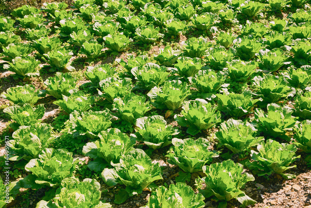 Green cabbage in rows growing on field in Taiwan Green cabbage in rows growing on field in Taiwan
