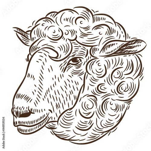 Portrait of a sheep. Sketch by hand, vector