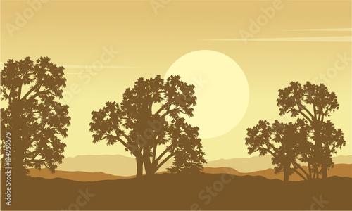 Collection of tree on hill scenery