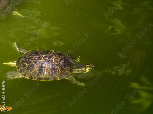 Turtles in a pond © alexat25