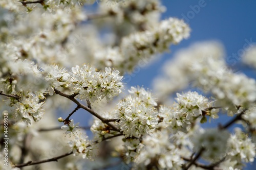 Beautiful flowers in a blackthorn (Prunus spinosa) bush © Arpad