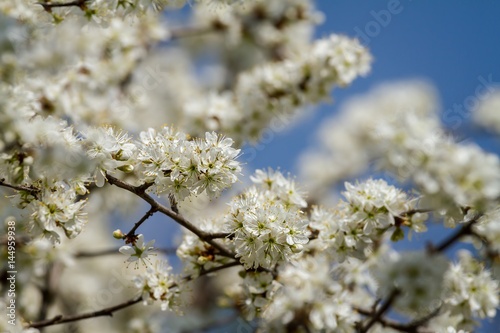 Beautiful flowers in a blackthorn (Prunus spinosa) bush