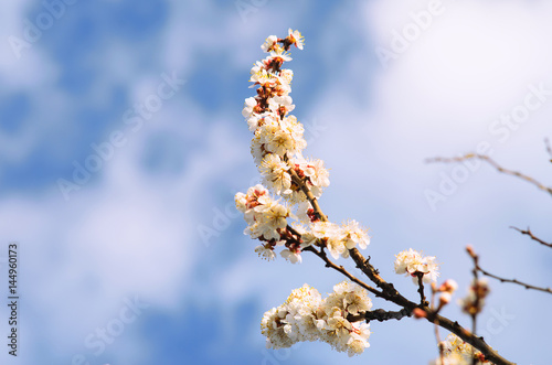 Branch of a blossoming apricot on a blue sky background.