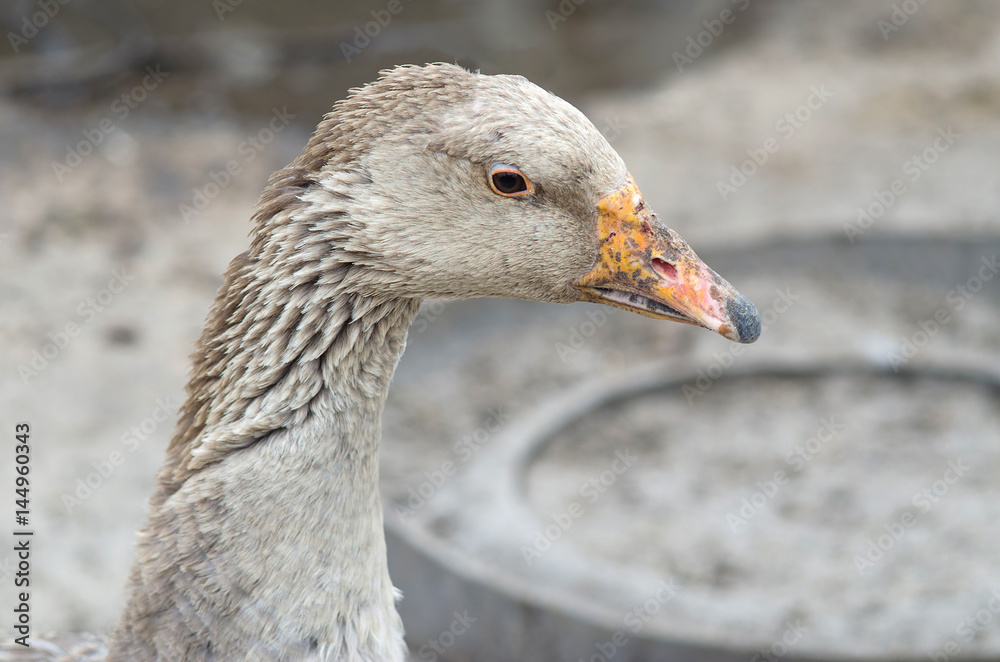 Portrait of a goose closeup. Portrait of a goose closeup.