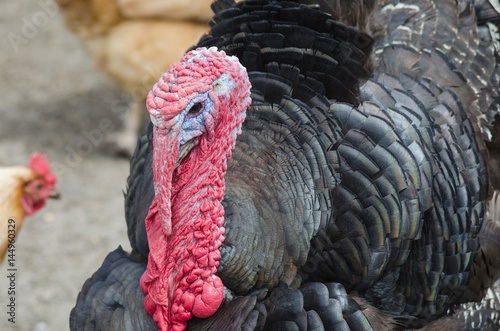 Portrait of a turkey with a big red appendage on the head.