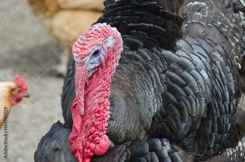 Принти на полотні Portrait of a turkey with a big red appendage on the head.