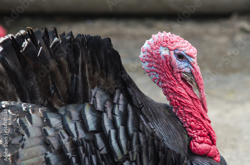 фотографія Portrait of a turkey with a big red appendage on the head.