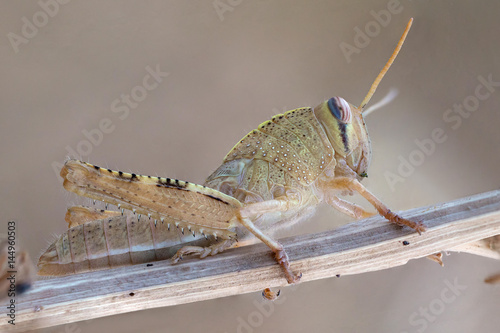 Anacridium aegiptum nymph photo