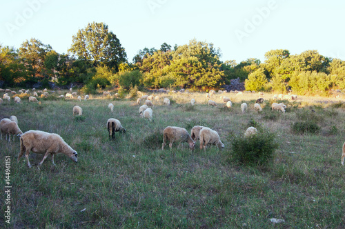 Flock of sheep eating green grass in the foothills