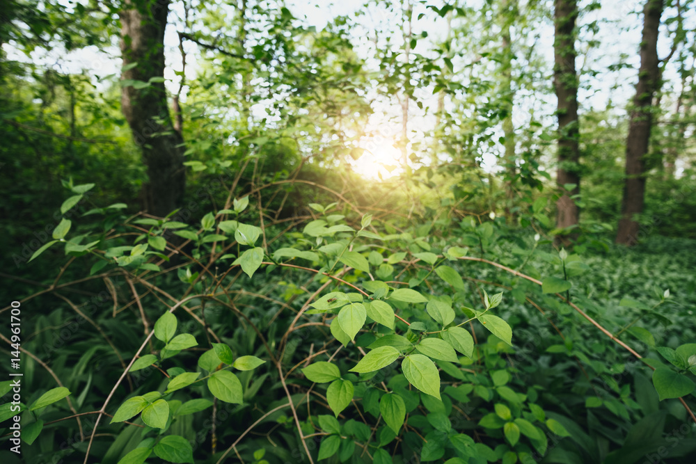 Lush foliage in the forest