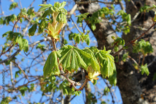 Chestnut tree leafs Shallow depth of field. Aesculus hippocastanum