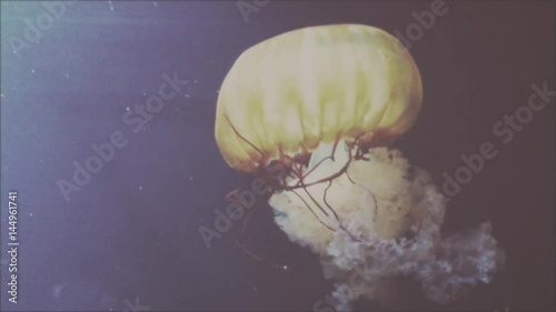jellyfish_big_oldcolor_oneshot