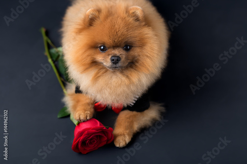 Fototapeta Naklejka Na Ścianę i Meble -  Pomeranian dog in a suit with a red rose on dark background. Portrait of a dog in a low key