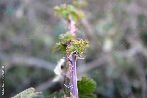 Close up of Sprouts of blackberry in the autumn on blurred background