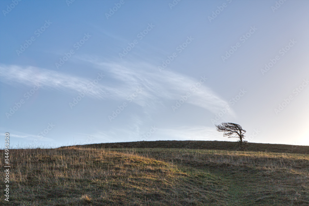 Solitary tree on a hillside, bent by the wind, with cloud patterns in the blue sky behind appearing to blow from the tree