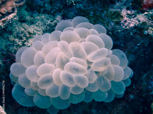 Bubble coral in amami-oshima island in Kagoshima, Japan