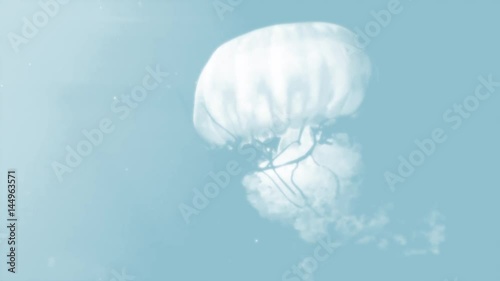 jellyfish_big_skyblue_oneshot