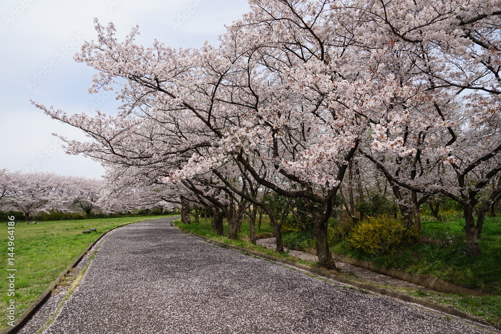 Full bloom of cherry blossoms and petal carpet, Saitama Prefecture, Japan Full bloom of cherry blossoms and petal carpet, Saitama Prefecture, Japan