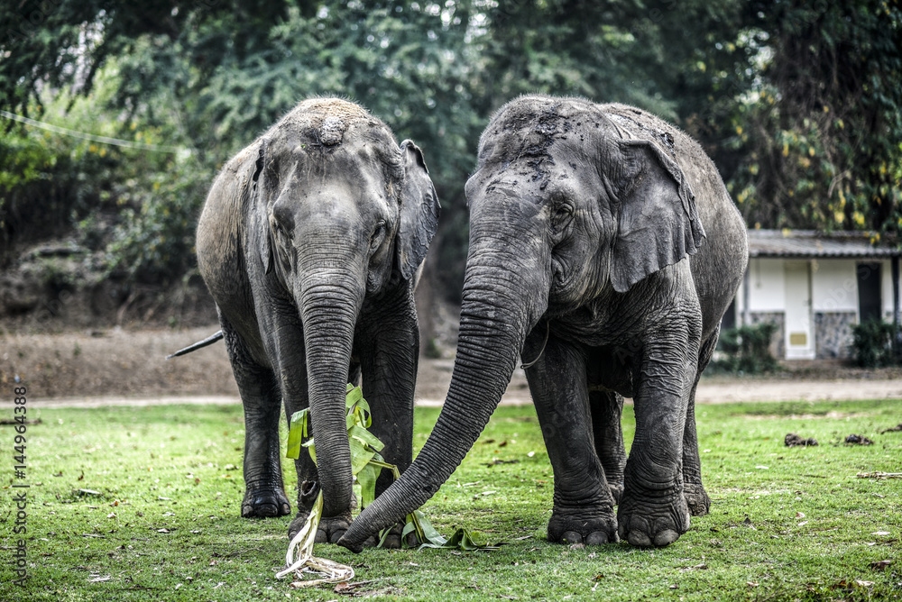 Fototapeta premium Two elephants eating in natural reserve.