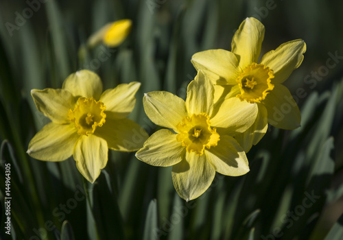 Fototapeta Naklejka Na Ścianę i Meble -  cheerful daffodil flowers closeup