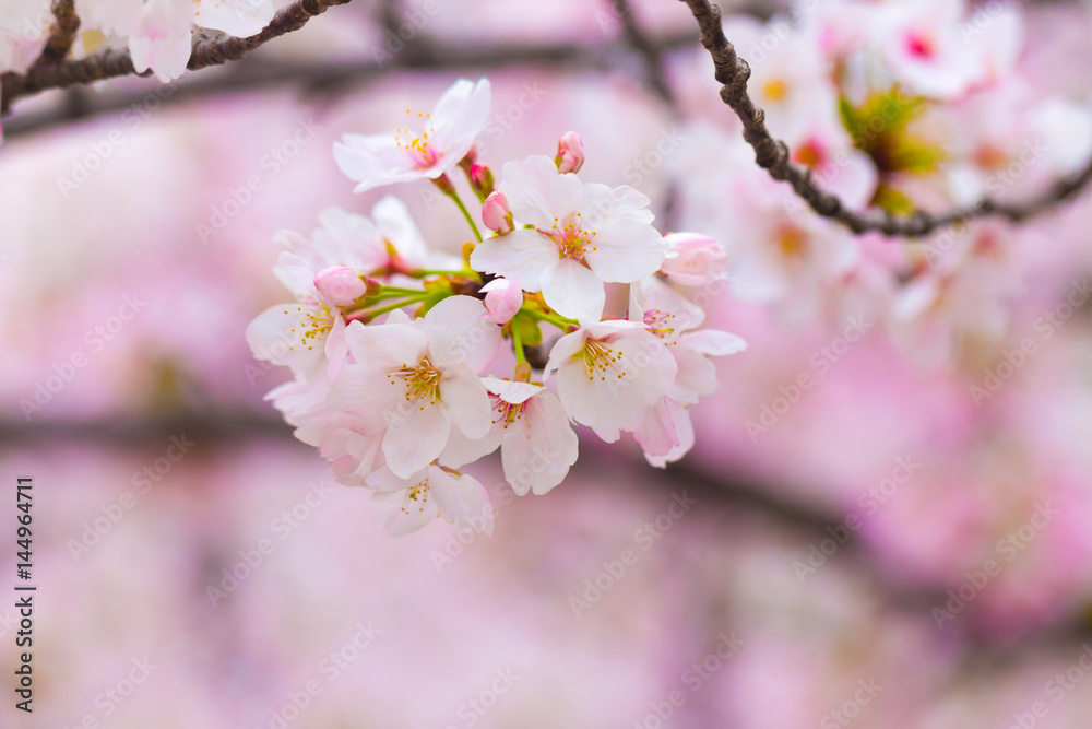 Beautiful japanese cherry blossom sakura close up
