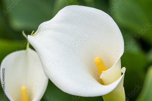 Macro of white calla flower in the greenhouse with blurred background