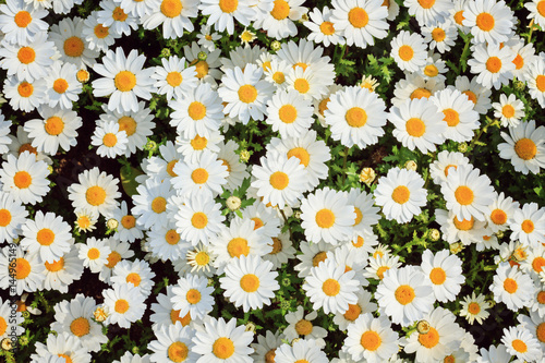 Chamomile field