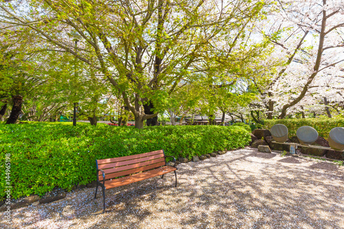Park bench in sakura tree garden
