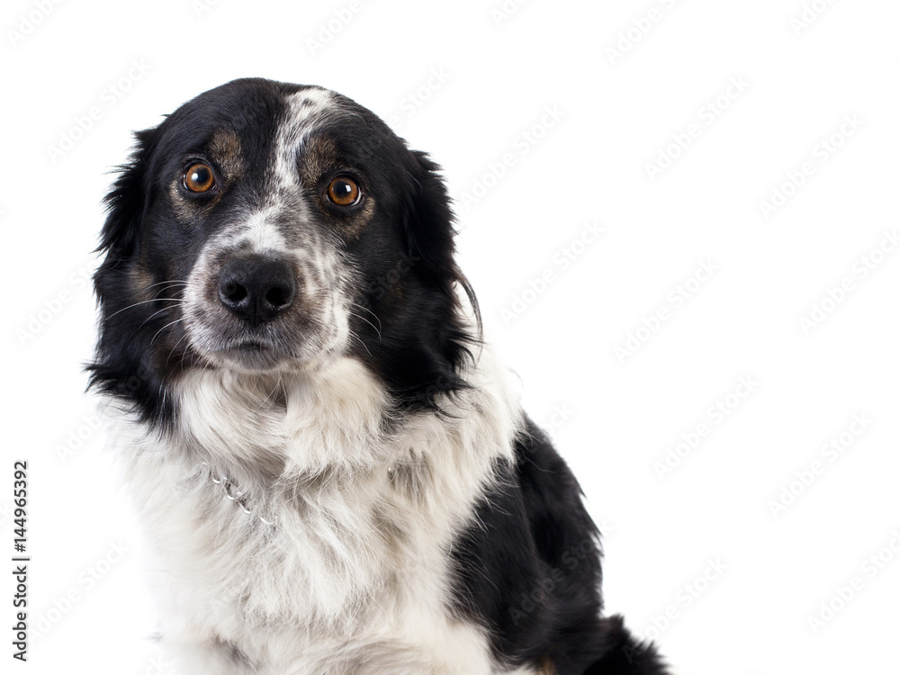 bordercollie porträtt halvbild i studio isolerad mot vit bakgrund bordercollie porträtt halvbild i studio isolerad mot vit bakgrund