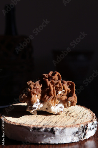 gyromitra mushroom in close up on the dark background