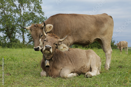 Kühe  mit Hörnern im Allgäu