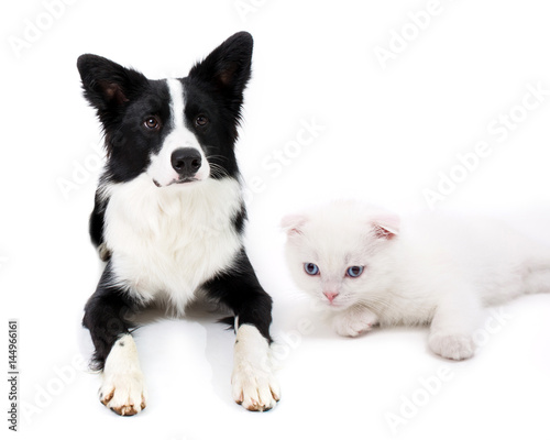white british scottish cat with a black white dog togehter isolate