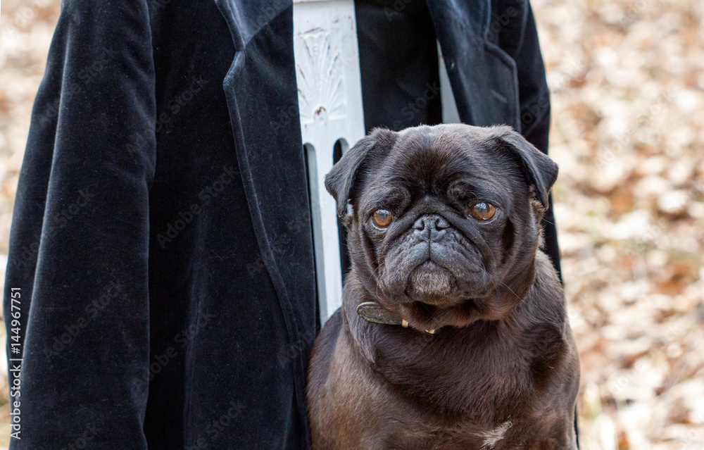 Obraz premium A black pug / A black pug sits on a white chair in the forest 